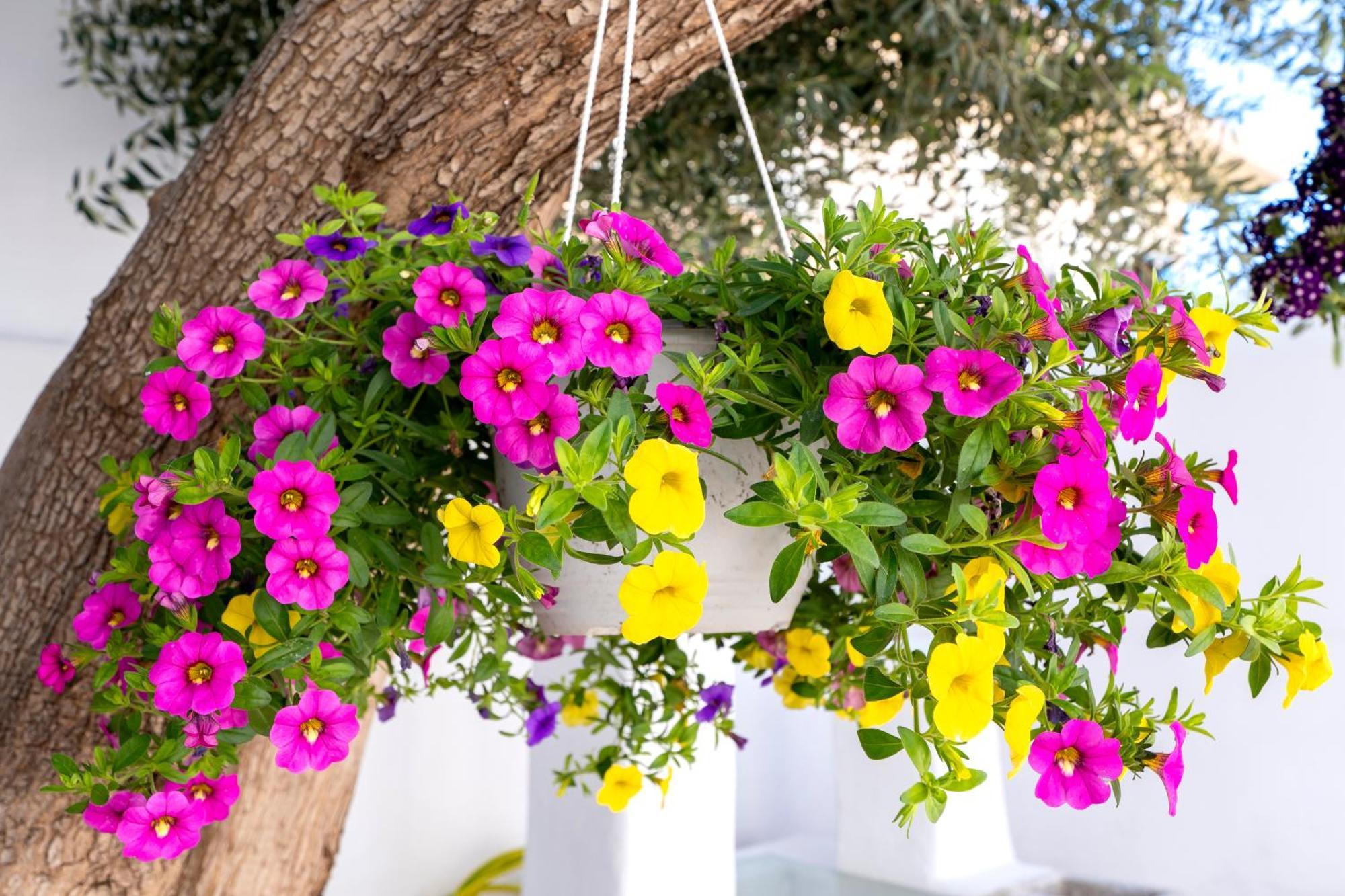 Villa Del Capo Suites Rhodes City Eksteriør billede