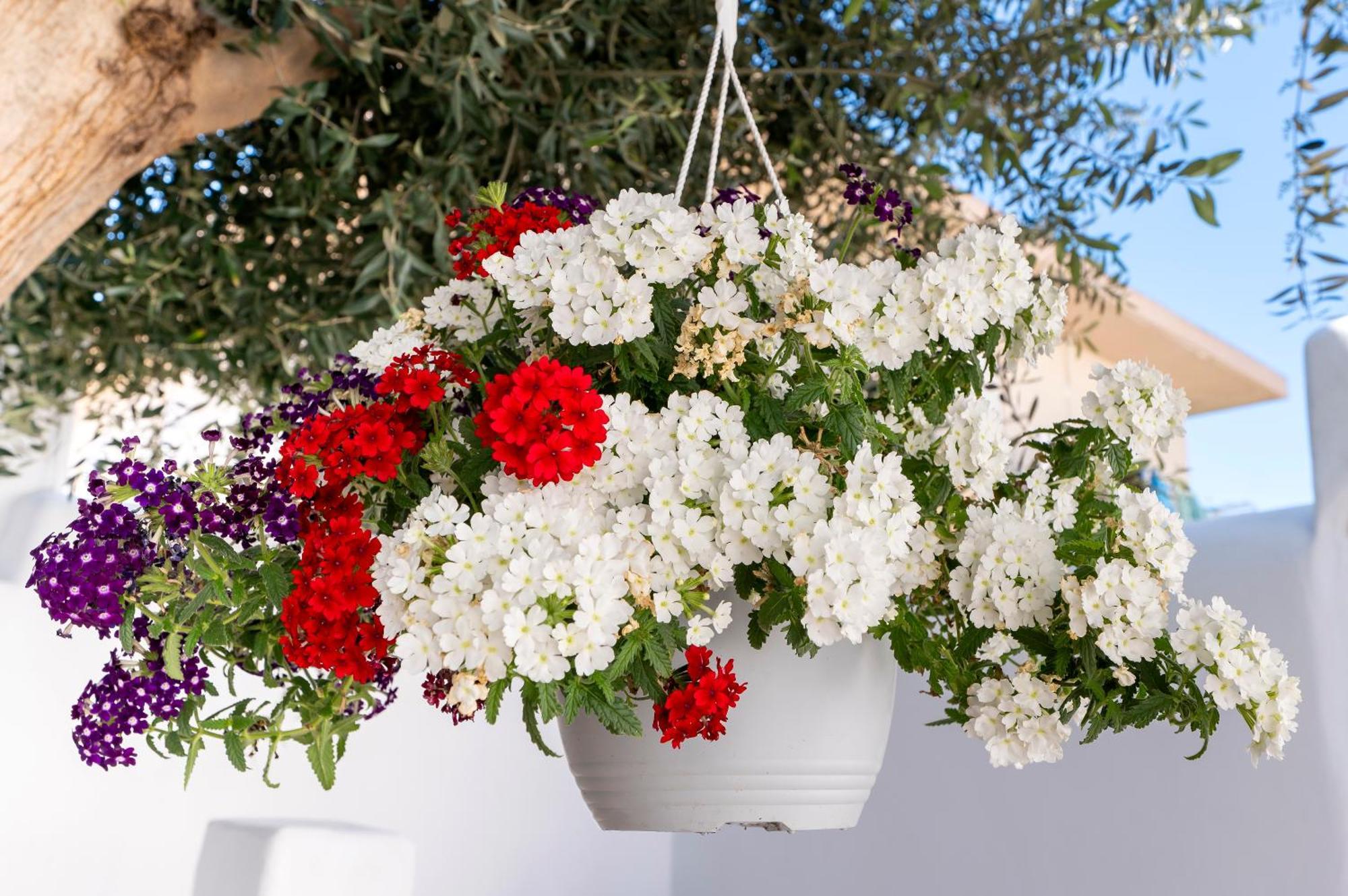 Villa Del Capo Suites Rhodes City Eksteriør billede